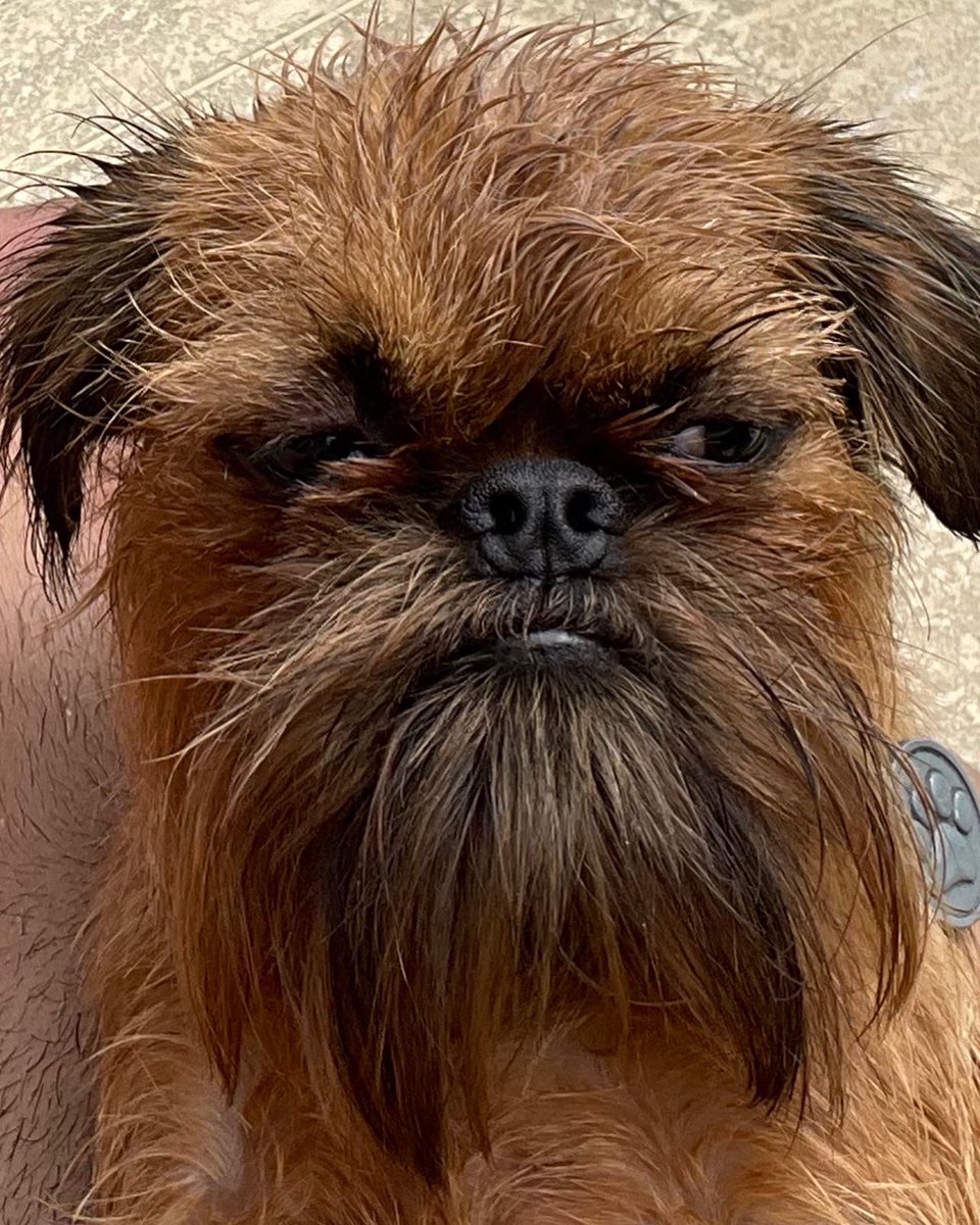 grlopez7's tweet photo. Happy International Dog Day to my little buddy. #FritoTheGriff #BrusselsGriffon #GrumpyGriffon https://t.co/we1pBuwXrU