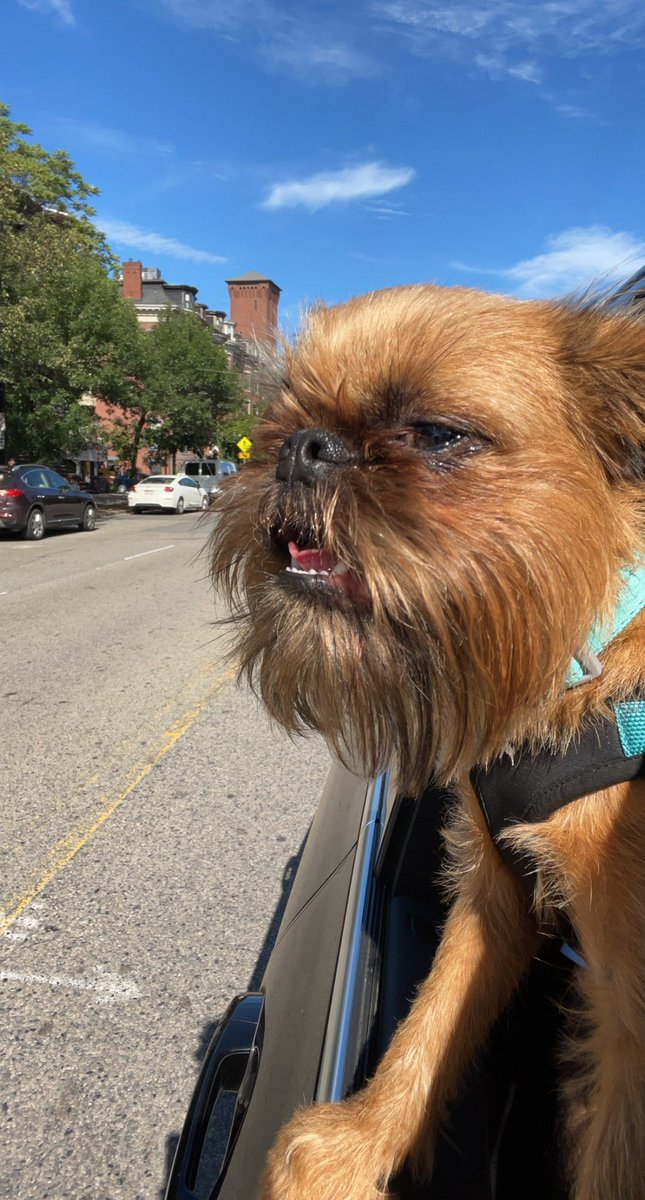 grlopez7's tweet photo. Happy International Dog Day to my little buddy. #FritoTheGriff #BrusselsGriffon #GrumpyGriffon https://t.co/we1pBuwXrU