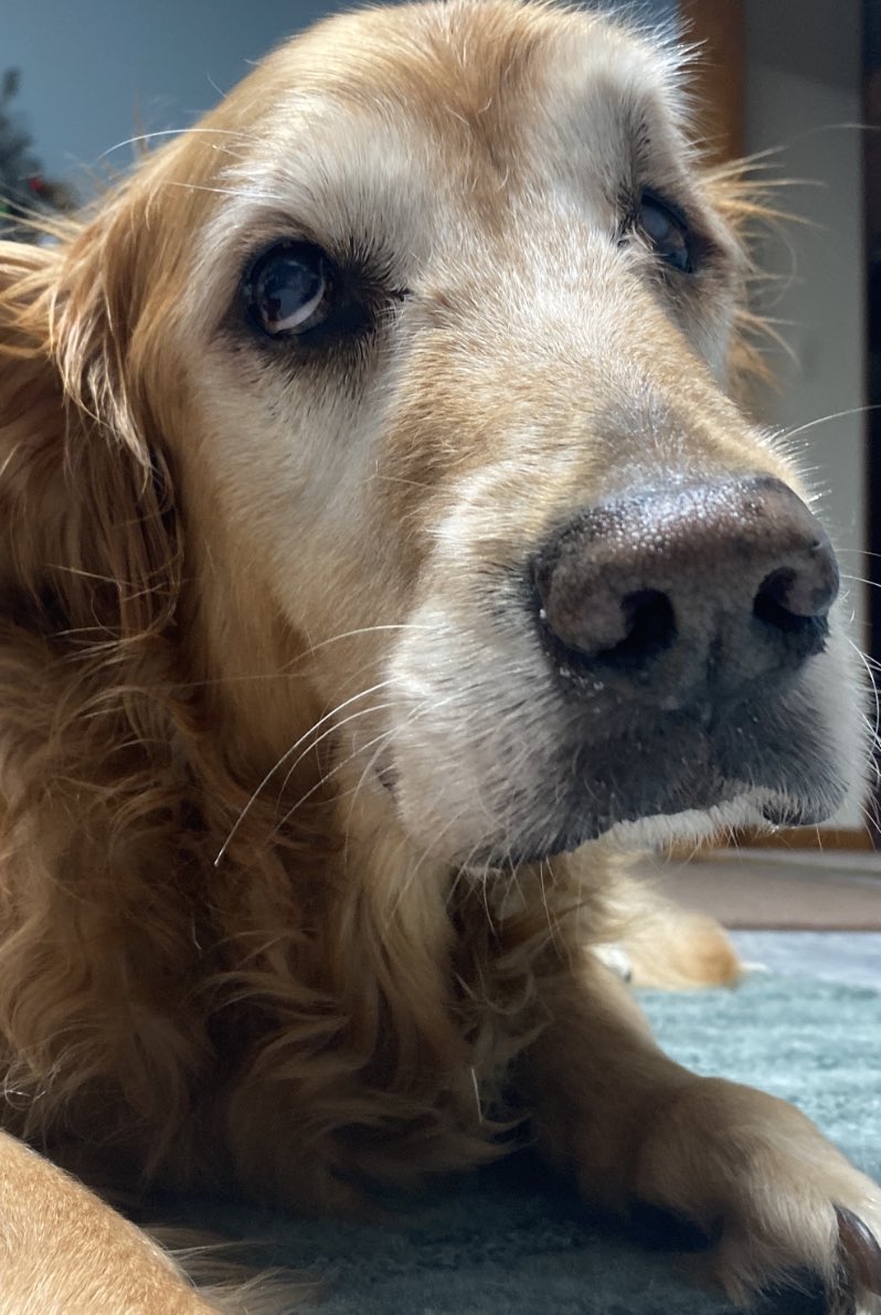 davebentonWCHS's tweet photo. Happy National Dog Day! #libbysue #goldenretriever https://t.co/68vwR4BygP