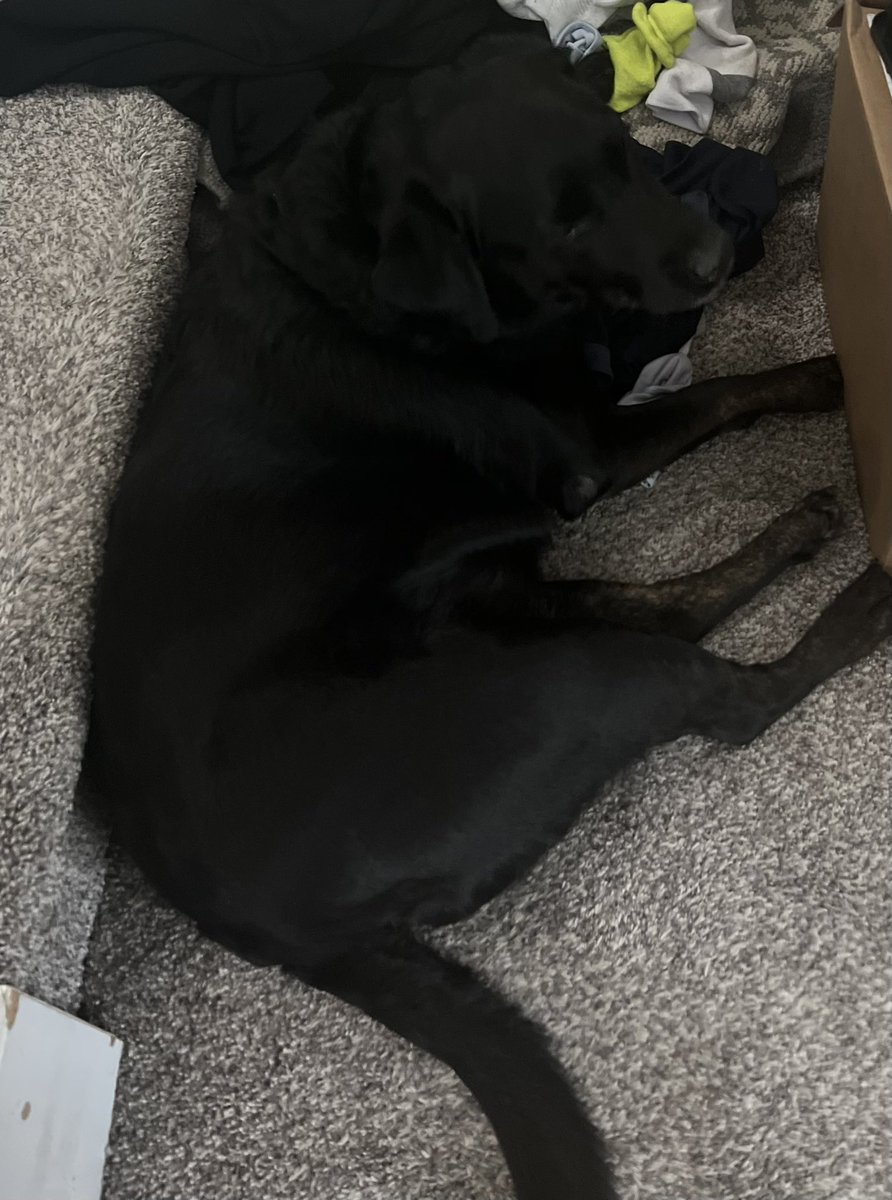 therealmswatson's tweet photo. @jenny_mcgown Our Luna chilling at the bottom of our stairs. https://t.co/kliRRy7d3C