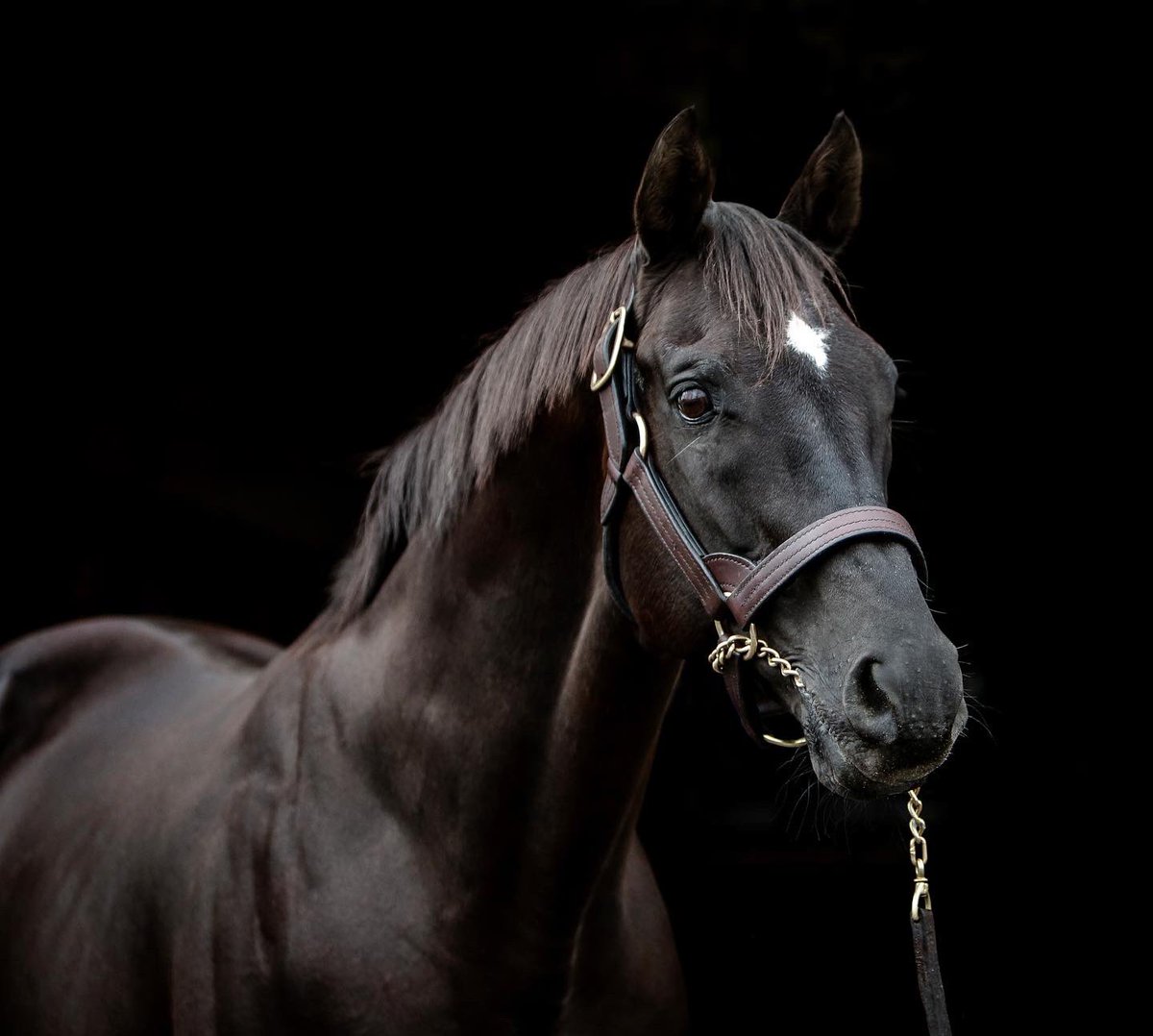 We lost a legend today.
With heavy hearts we announce the passing of legendary sire More Than Ready. He will be greatly missed.