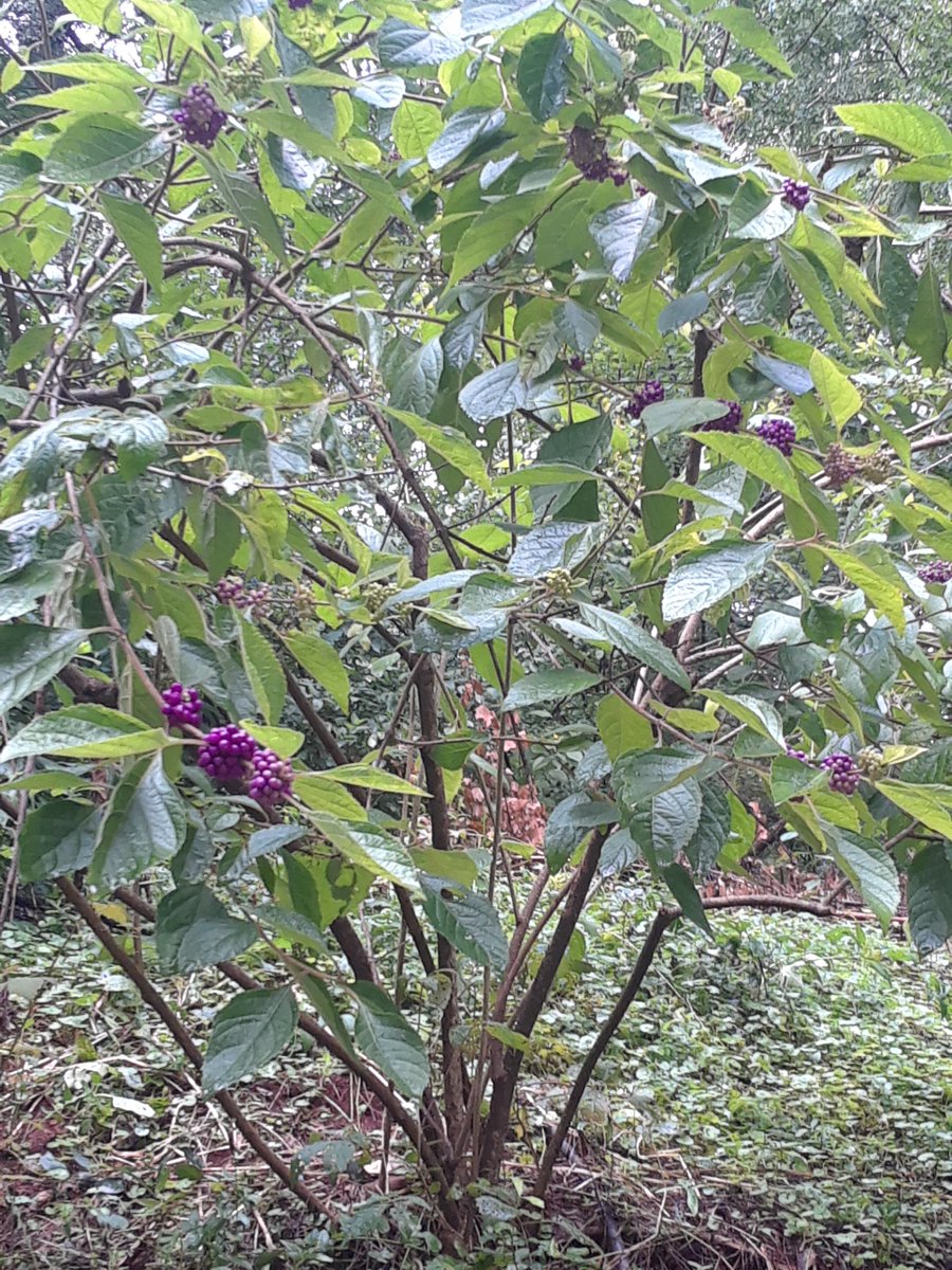 American Beautyberry . N. Main Park , Greenville. South Carolina