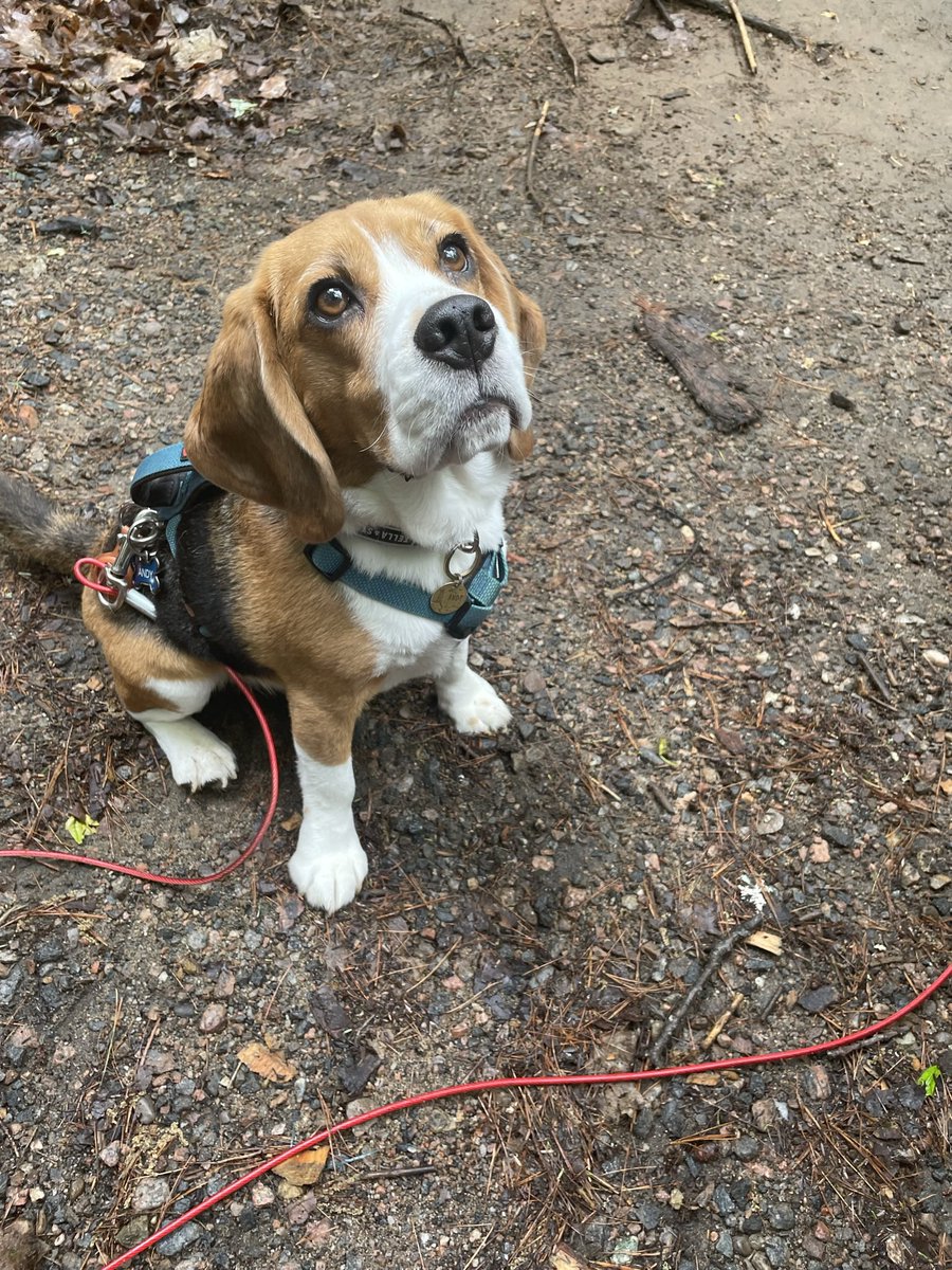 jblodg87's tweet photo. @ctvottawa Andy 🐶 https://t.co/AtaGAaX1KA