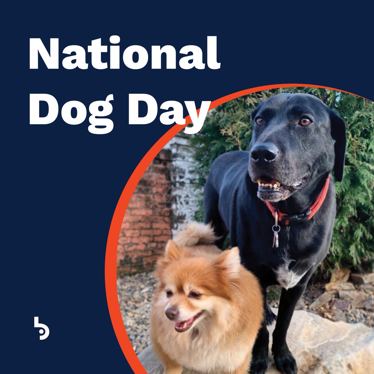 Happy #NationalDogDay from Bud's resident Barketing Manager and C Arf O, Poppy and Philly! They're busy making us feel loved so we can provide the best work for our clients. We couldn't do it without these adorable pups. 

🌱 #GrowWithBud