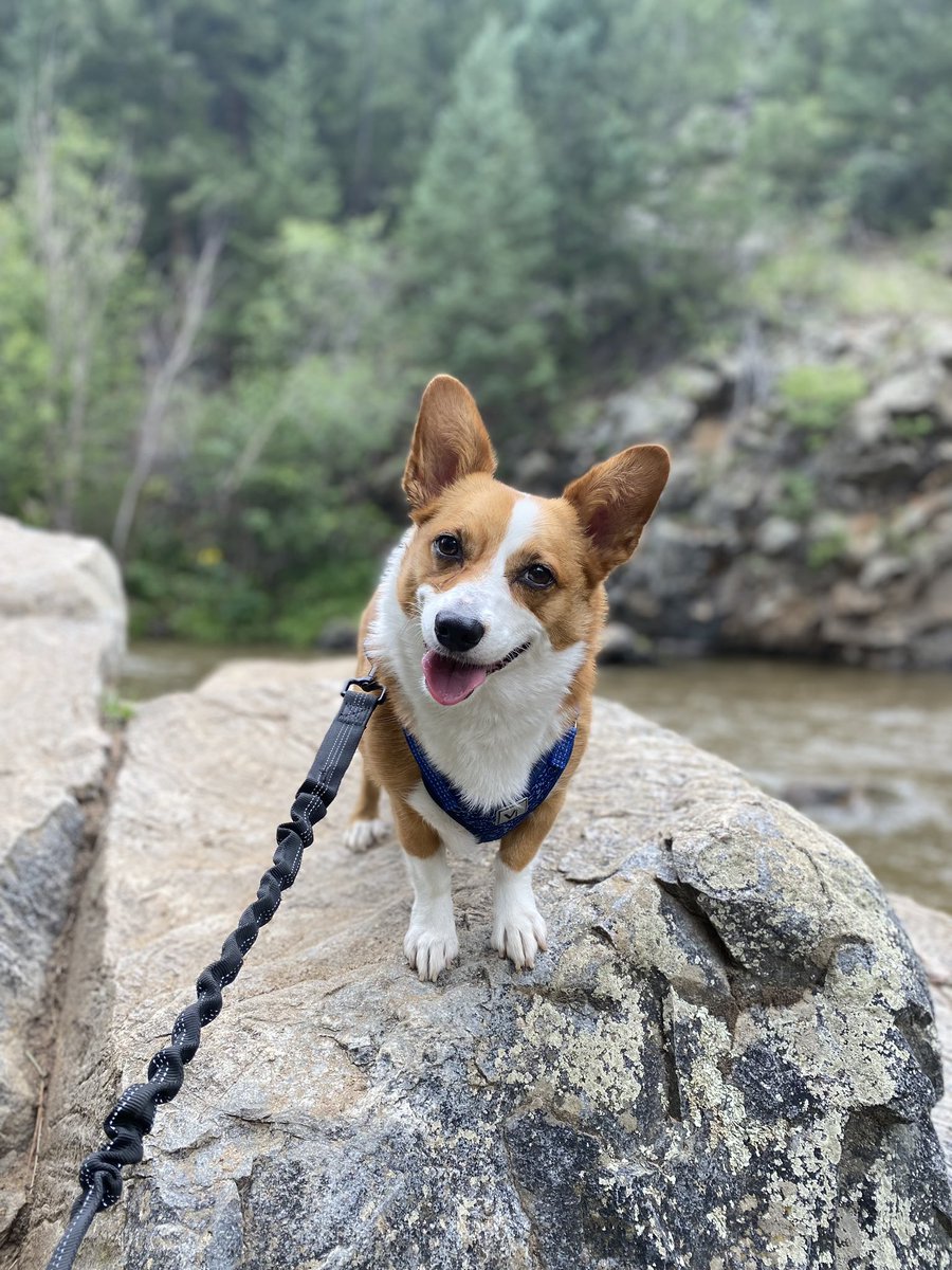 loganpemberton's tweet photo. Heard it’s national dog day but all I have is this loaf of bread :/ https://t.co/FE1t3Sklxy
