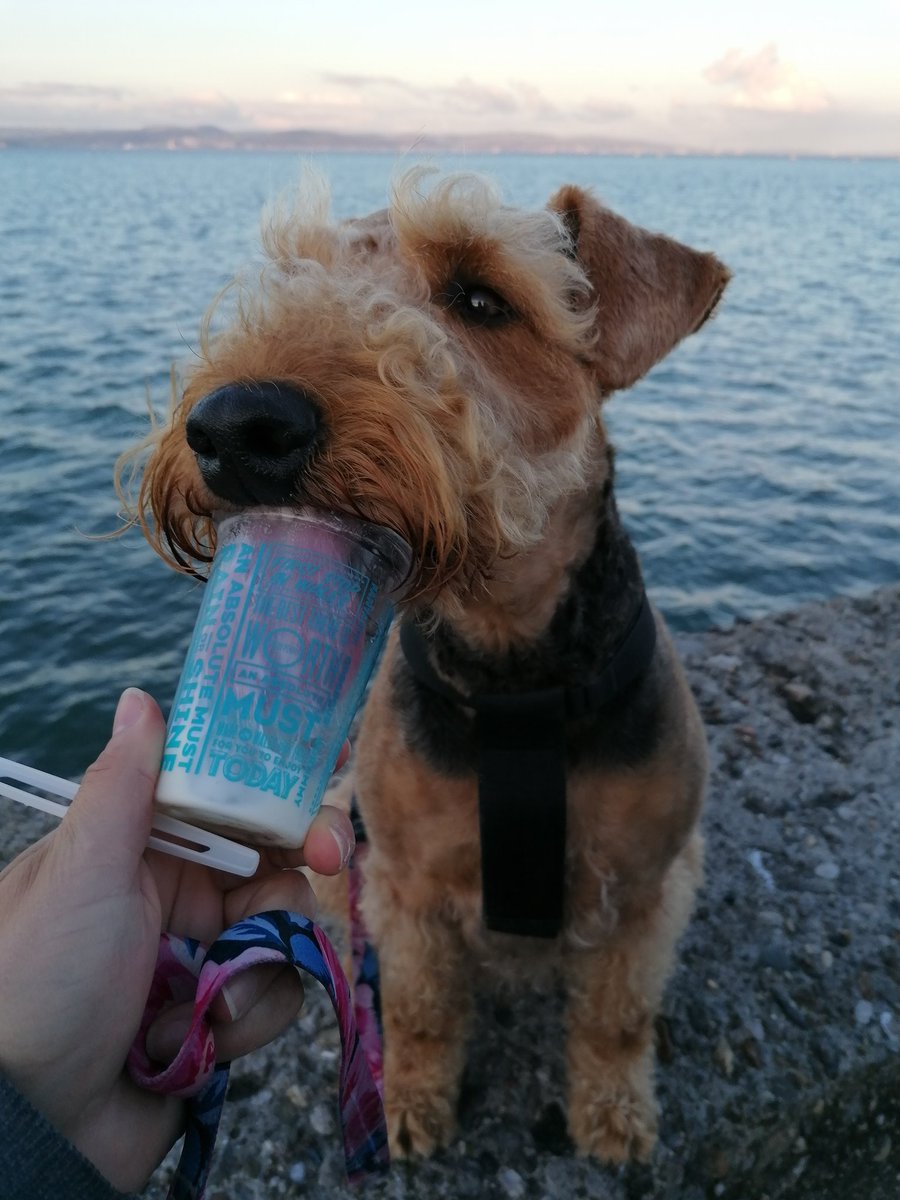 Nikkijaja's tweet photo. Happy international doggo day 🐾 Lottie living her best life with a Joe's ice cream #InternationalDogDay https://t.co/LhYVGzWr65