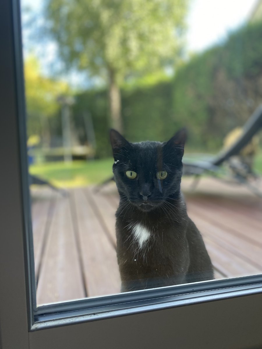 Our very cute and furry stalker 🐈‍⬛😻