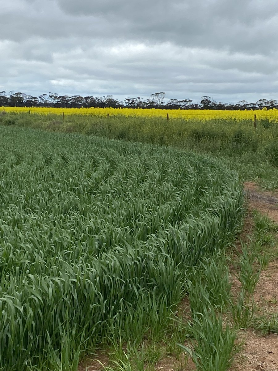 DConheady's tweet photo. Crop your Wimmera-mallee 2022 exceptional so far https://t.co/g4Cp8WdQSX