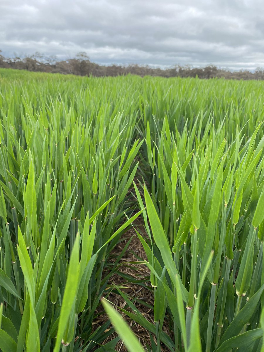 DConheady's tweet photo. Crop your Wimmera-mallee 2022 exceptional so far https://t.co/g4Cp8WdQSX