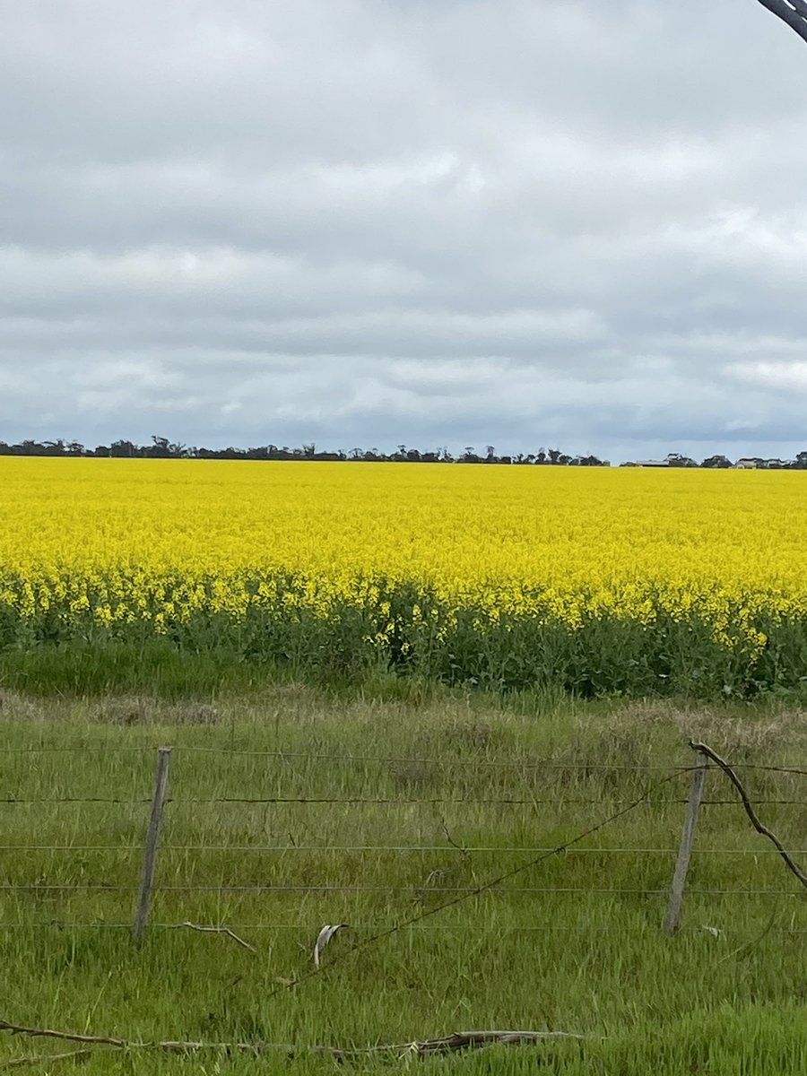 DConheady's tweet photo. Crop your Wimmera-mallee 2022 exceptional so far https://t.co/g4Cp8WdQSX