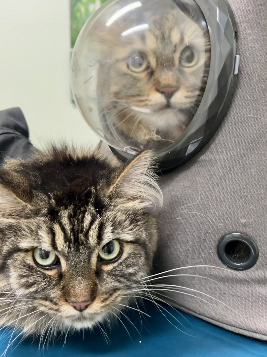 Johnna_J_Miller's tweet photo. The boys were not happy. #CatsofTwittter #AttheVet https://t.co/TlrAwGbEAn