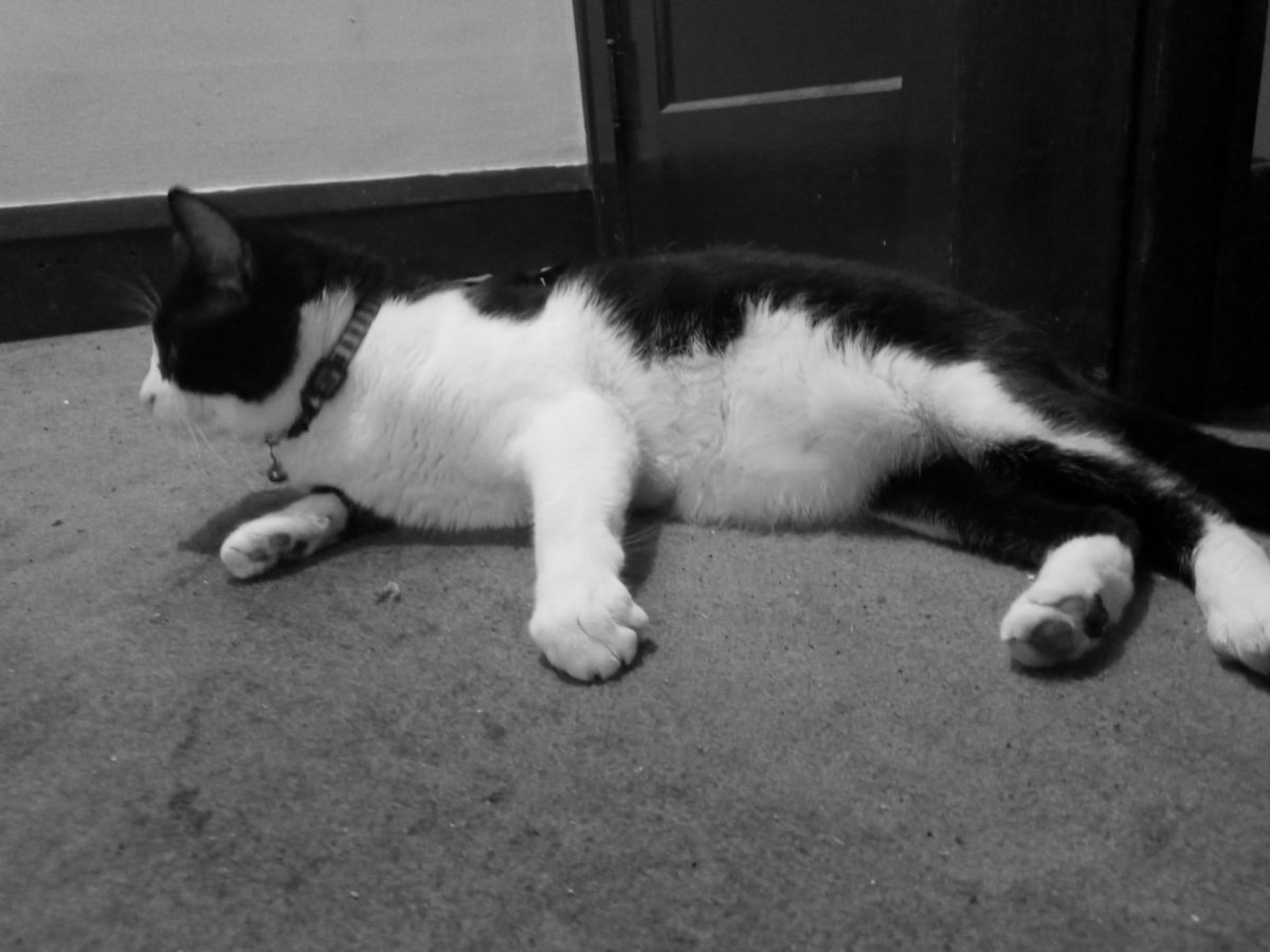 TheKornman's tweet photo. @TomiLahren This cat's got more brains and Biden https://t.co/WyGooe60Mw