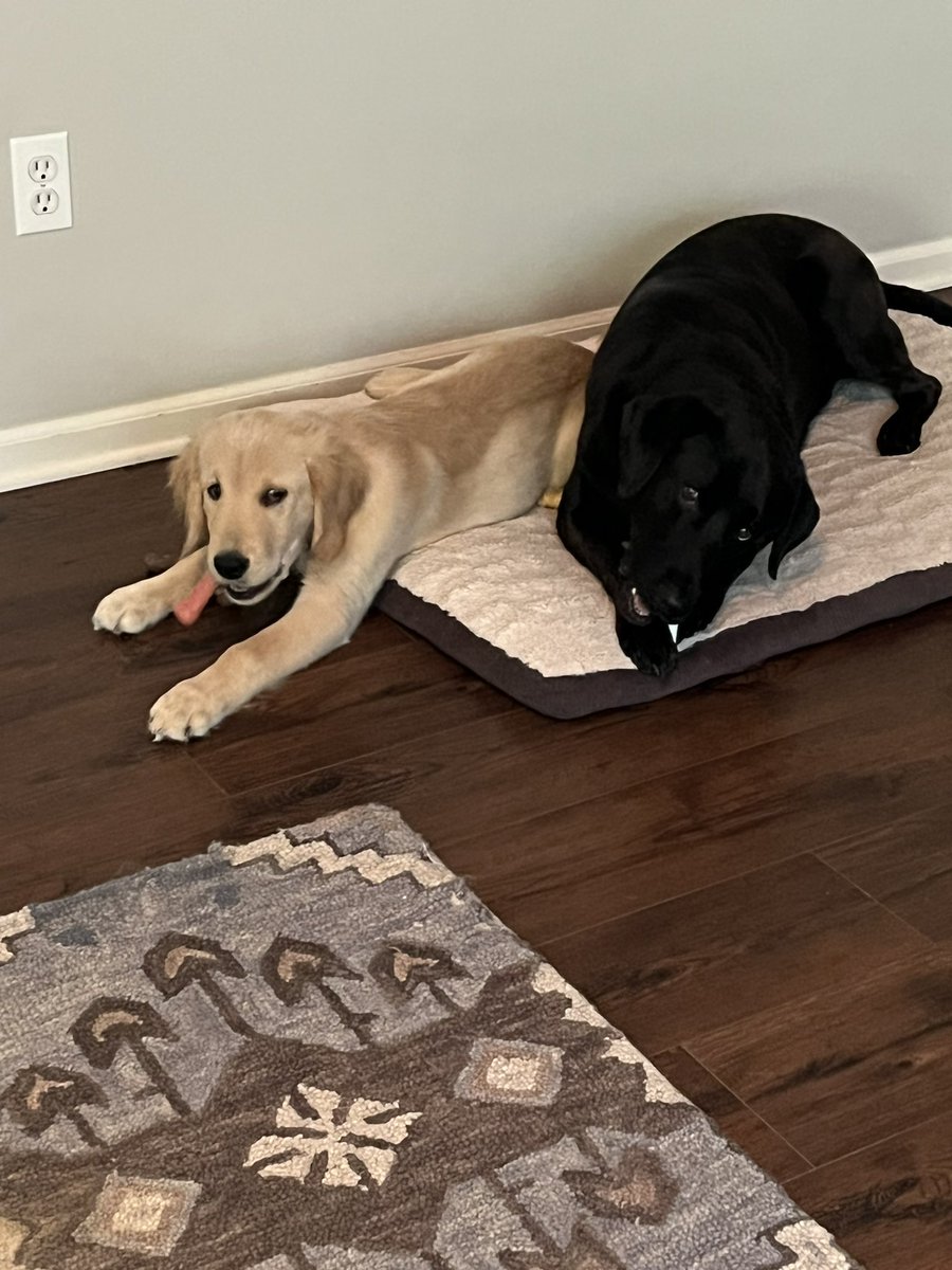 It’s always #nationaldogday around here! #cain #whit #panchoandlefty