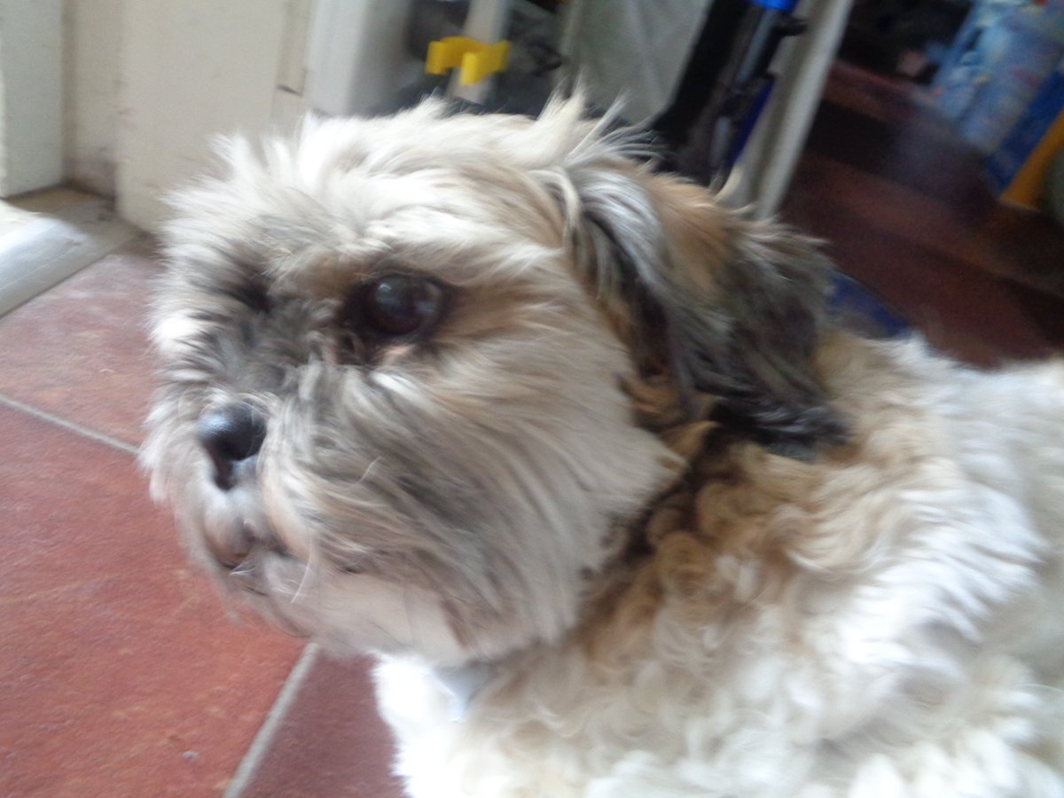PenniCurrie's tweet photo. #InternationalDogDay2022 https://t.co/bg9Rbkgrue