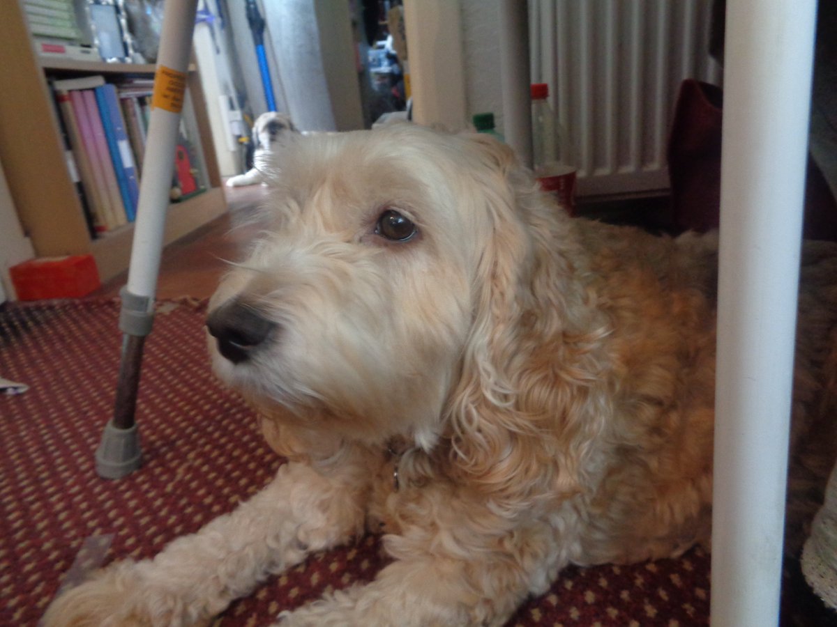 PenniCurrie's tweet photo. #InternationalDogDay2022 https://t.co/bg9Rbkgrue