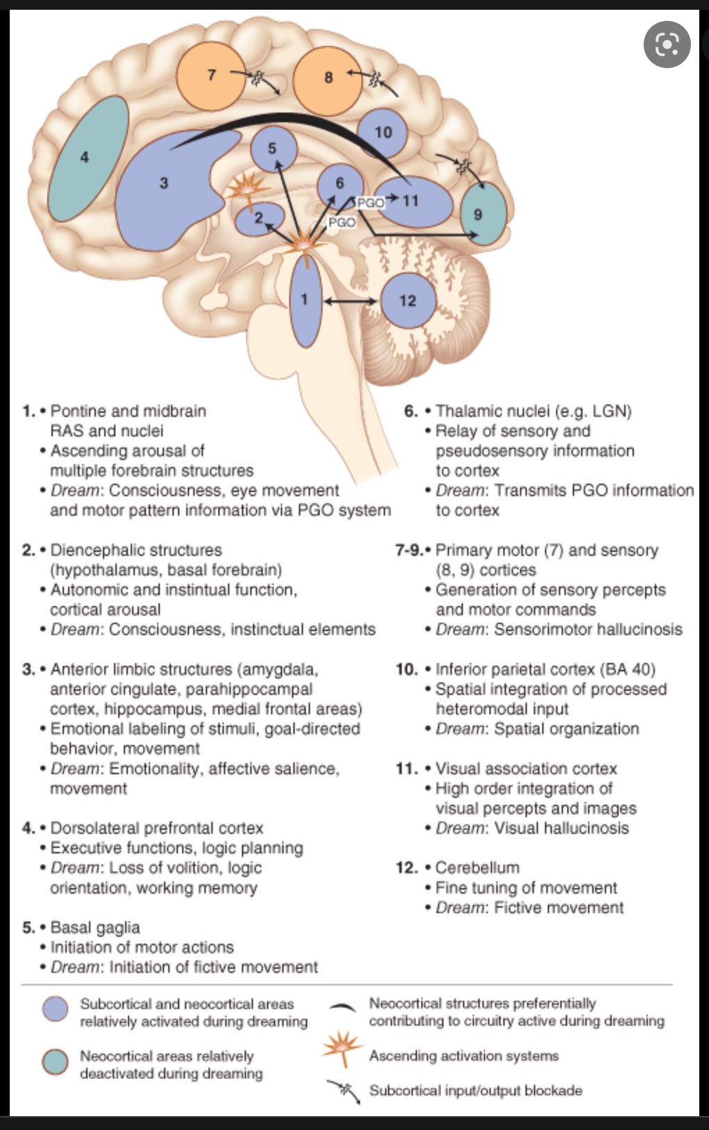 Oren Gottfried, MD on Twitter "Neuroanatomy and Neurophysiology of