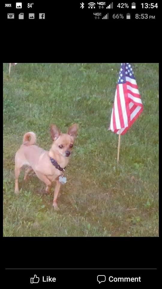 DubelJennifer's tweet image. Chewy is energetic lil’ hunter, who loves the outdoors, doing tricks for treats ,and posing!! ❤️🐾 #buschctocontest