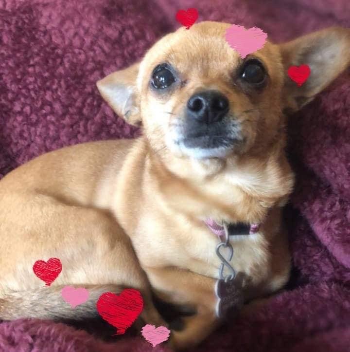 DubelJennifer's tweet image. Chewy is energetic lil’ hunter, who loves the outdoors, doing tricks for treats ,and posing!! ❤️🐾 #buschctocontest