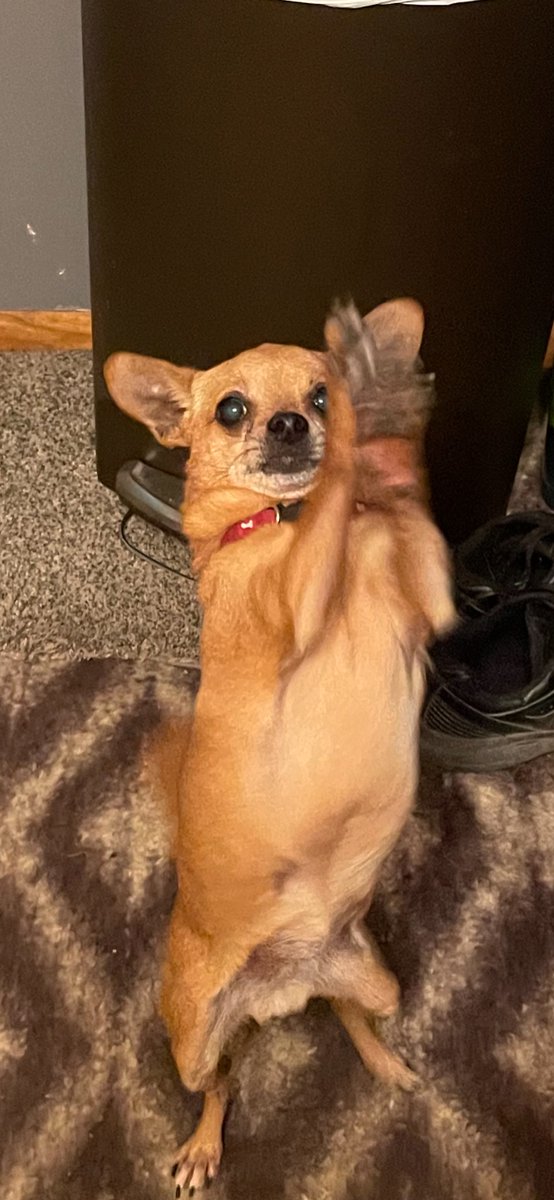 DubelJennifer's tweet image. Chewy is energetic lil’ hunter, who loves the outdoors, doing tricks for treats ,and posing!! ❤️🐾 #buschctocontest