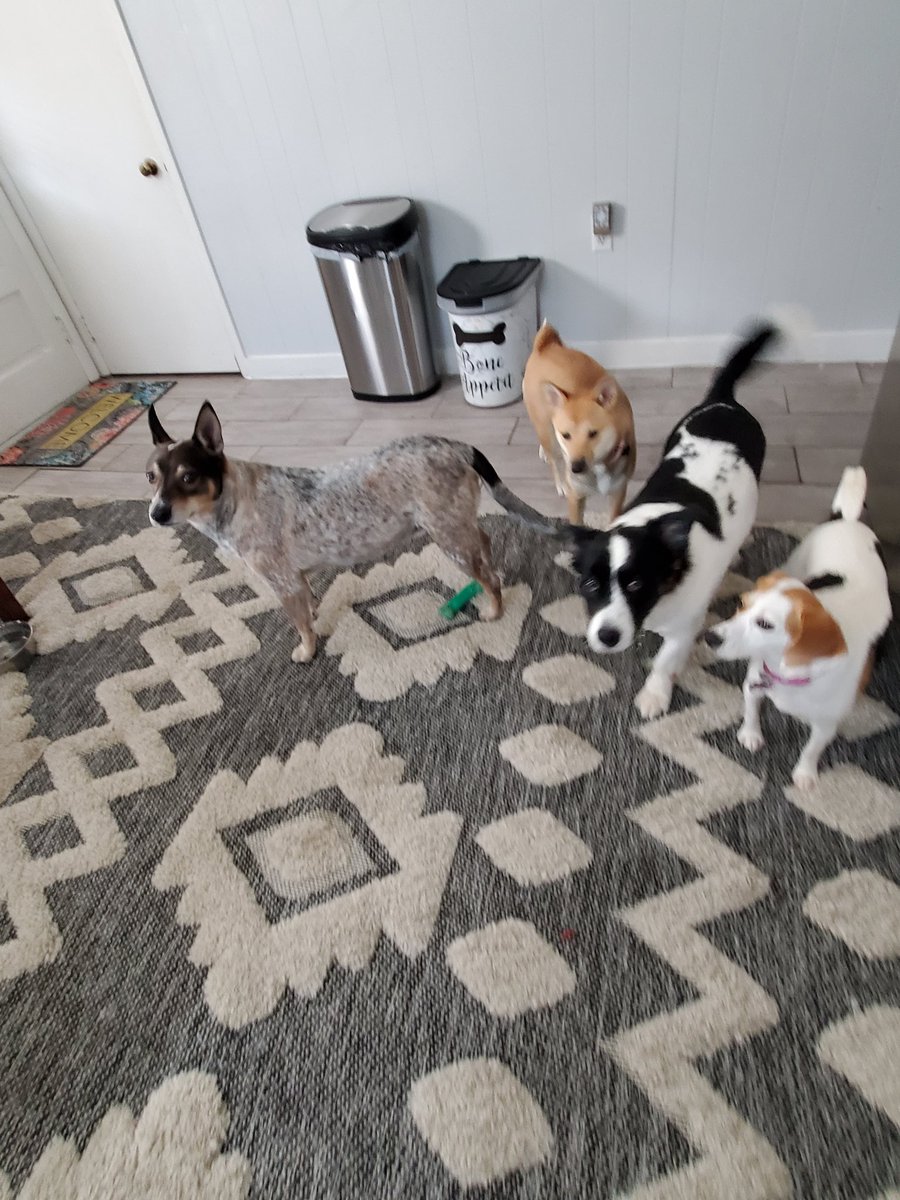 Jgs74bubs's tweet photo. @DanaPerino Family pet sitting. From left, Joey male (rat terrier mix), Tillie female (Sheba Inu), Pip male (border collie mix), Boo female (beagle). What a week!!!! https://t.co/7KiLZotBuZ