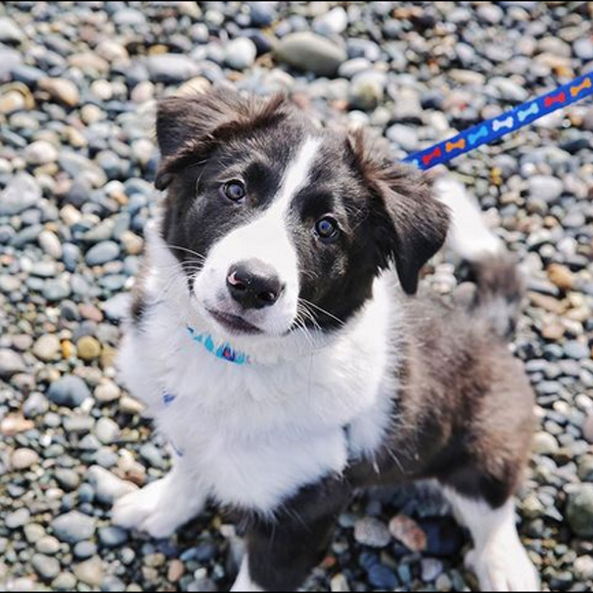 Happy #InternationalDogDay! Here are some dogs in White Rock facts:
🐶 There's an off-leash dog park in Ruth Johnson Park
 🦮 Dogs are permitted on the waterfront promenade Oct. 1 to March 31
🐾 You can apply for a dog licence online at whiterockcity.ca/dogs #WhiteRockBC