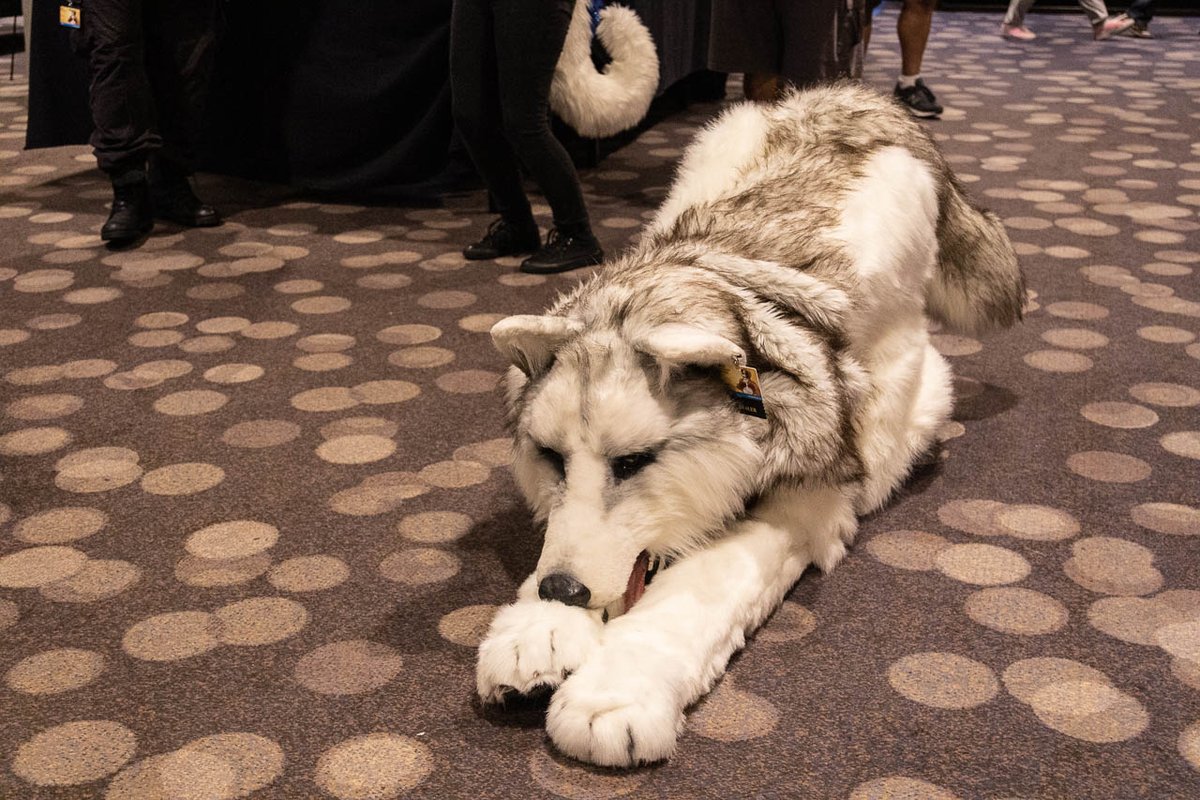 Today is International Dog Day and the last day of pre-registration for FM. reg.furrymigration.org

Because of that, a friendly reminder that before you shake hands, pet, or hug a dog/wolf/coyote/fox/jackal/wusky/dogfox/dogcat/wolfdragon/whatever please ask permission first!