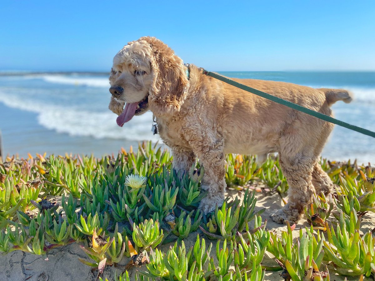 ClaireTVnews's tweet photo. Love this puppy dog of mine! @Sandy_Doggy enjoys walks along the ocean! #NationalDogDay 
photo: @oflores https://t.co/LXHhhBlE6N