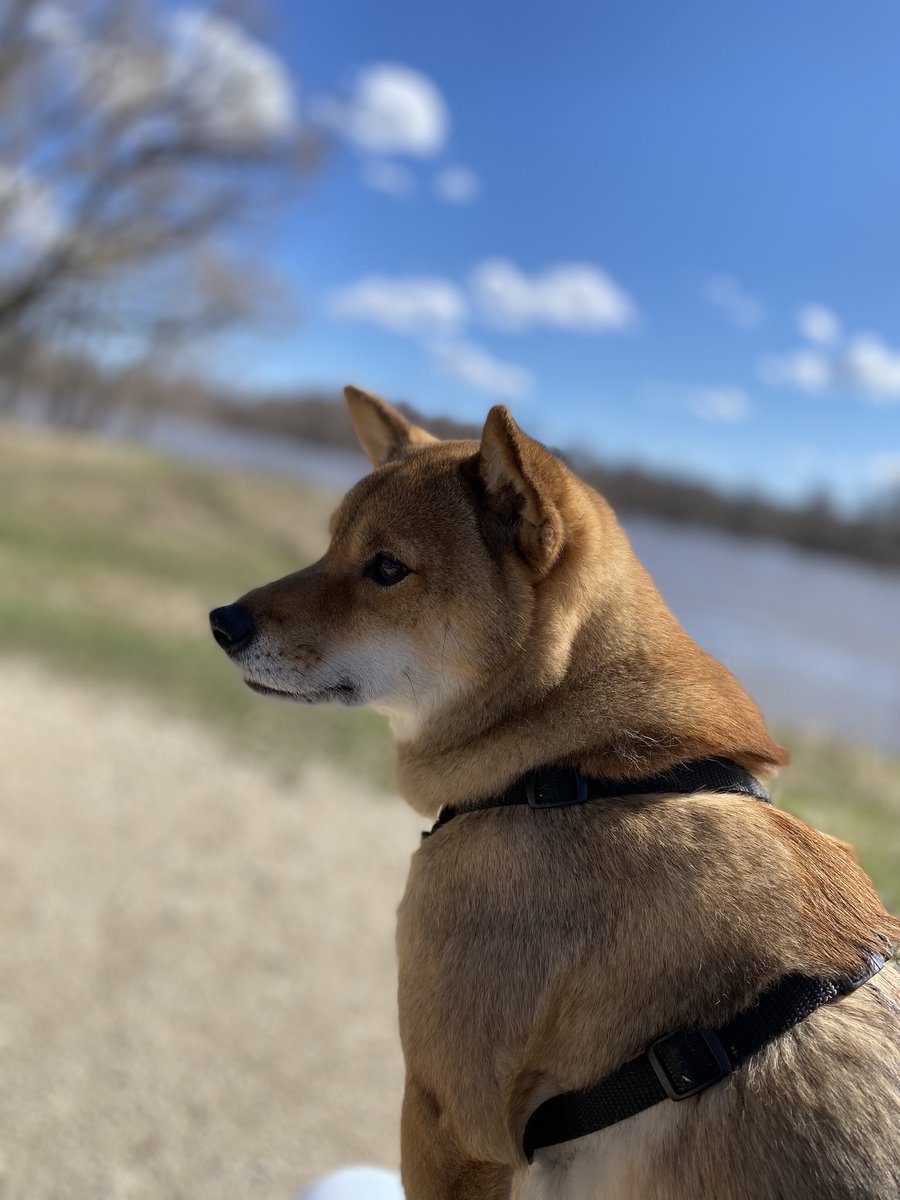 chandrahaines's tweet photo. @louis_riel_sd Foxy! https://t.co/RQEsTzOIUh