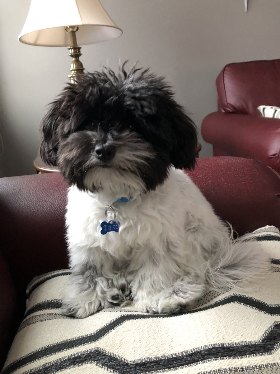 Top 5 purchase of all time !!! #happynationaldogday