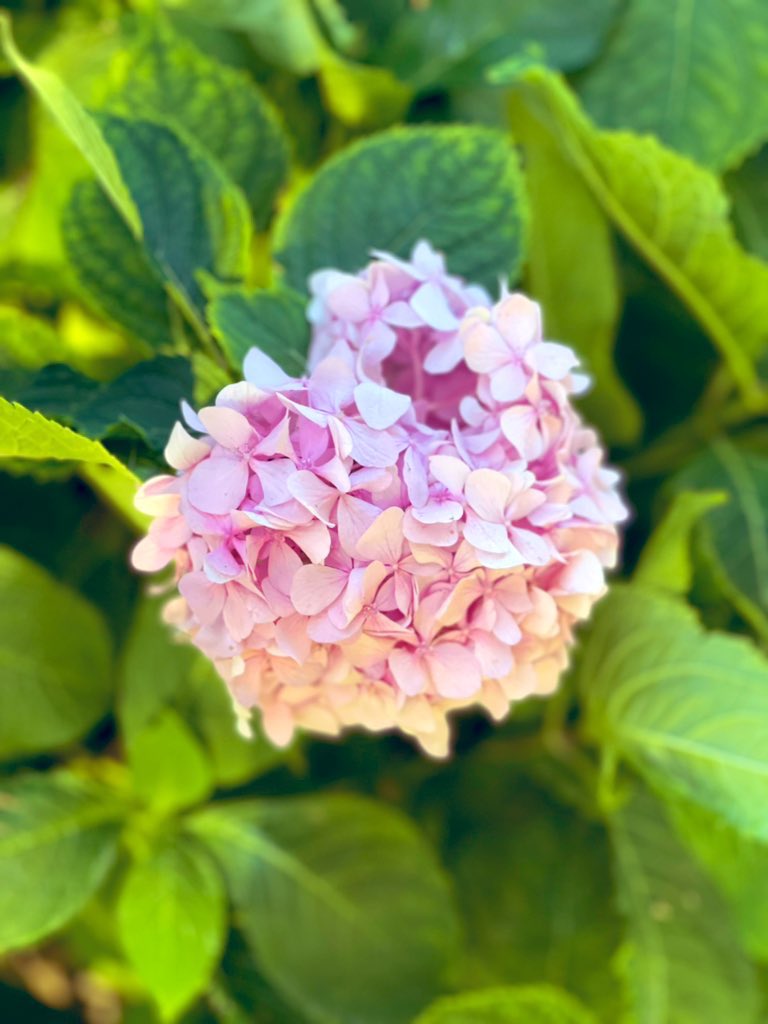 debrafranke7's tweet photo. Flower beauty, summer beauty, soul beauty! #summertime #ldnont #pinkisbest https://t.co/VI53jc7D5t