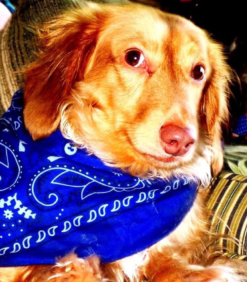 AngelaBellGoode's tweet photo. Happy National Dog Day to my 
Soulmates:
Snickerdoodle ‘Snickers’ Dachshund 
Sassafras ‘Sassy’ Chihuahua
‘Frenchie Fry’ Pomeranian
#NationalDogDay #Dachshund #Chihuahua #Pomeranian 
#myloves #mysoulmates #myhappiness https://t.co/ieXRJpzIQi