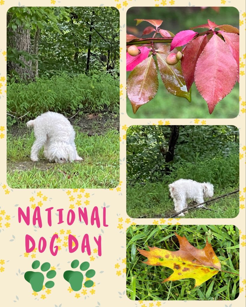 PicPoet's tweet photo. Poppy likes outside as much as I do. #NatureDog https://t.co/38pR3eMjrp