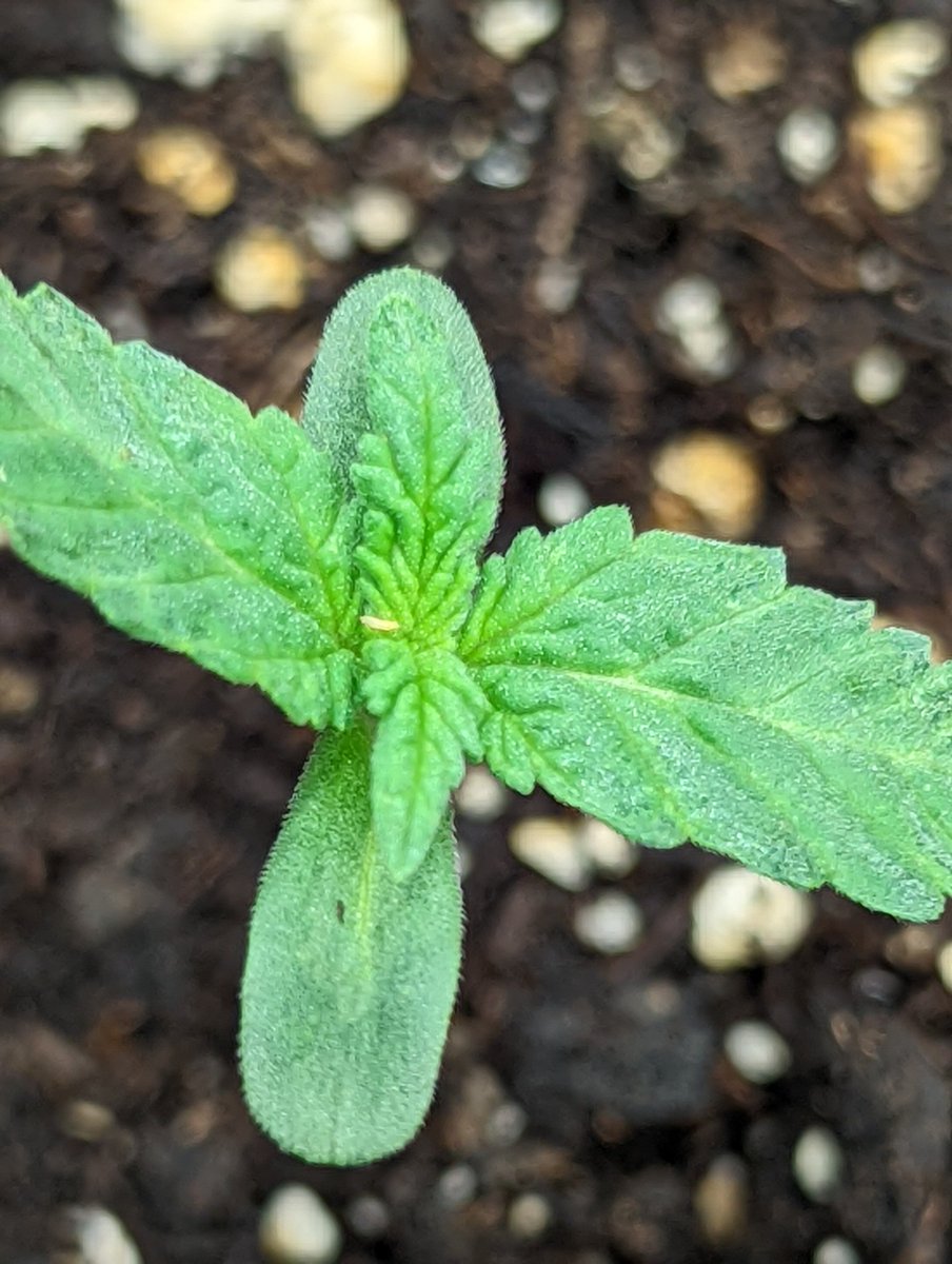 TempleGrower's tweet photo. Some early #thrip damage as well. Little mafks. I will kill you all...☠️🔪 https://t.co/zdAstZzwFQ