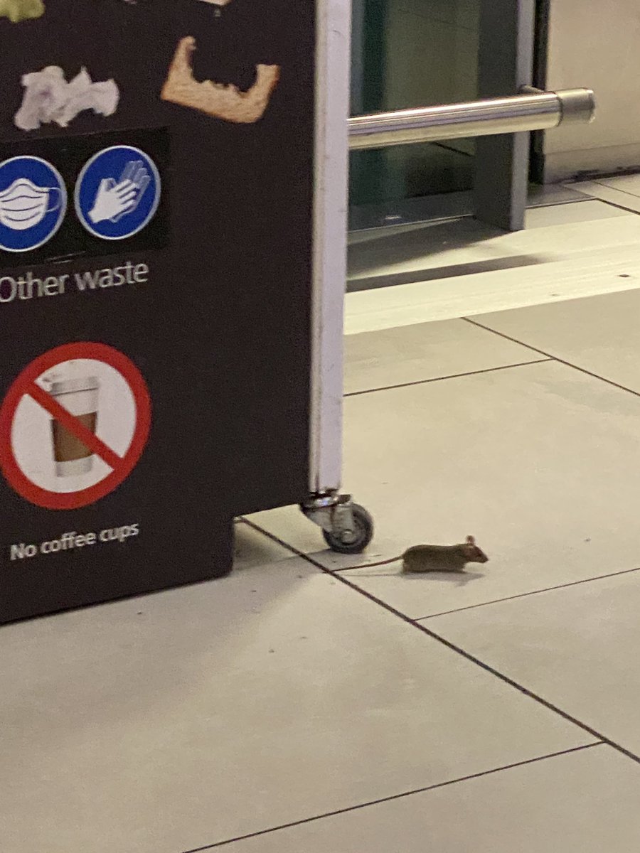 jamanfield's tweet photo. @HeathrowAirport @StarbucksUK @Pret you need to get Tom 🐱 down to Heathrow T5 to sort out Jerry 🐭and his family…. they’re running around between starbucks and pret https://t.co/TKRzVwa8q2