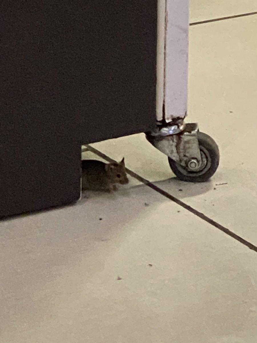 jamanfield's tweet photo. @HeathrowAirport @StarbucksUK @Pret you need to get Tom 🐱 down to Heathrow T5 to sort out Jerry 🐭and his family…. they’re running around between starbucks and pret https://t.co/TKRzVwa8q2