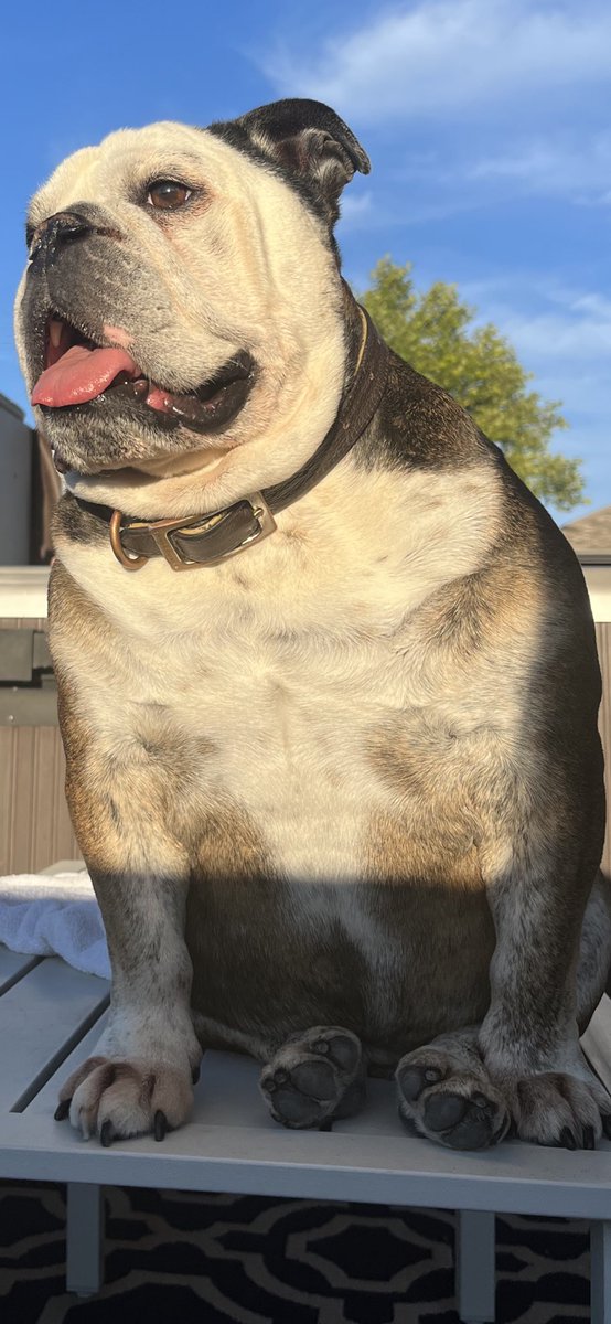 MStaver710's tweet photo. Happy National Dog day my boi❤️ https://t.co/3PT7SRNGHv