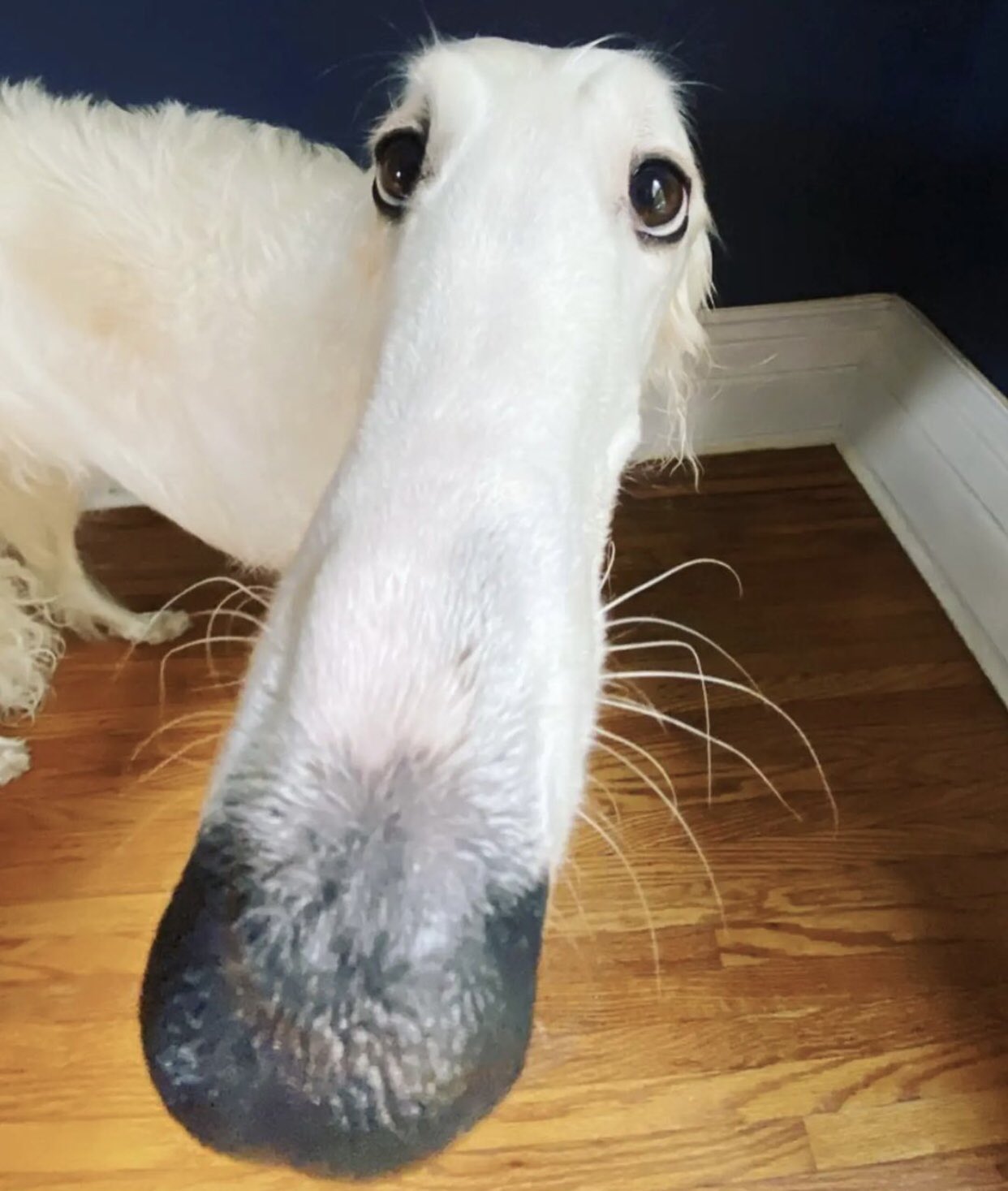 Long nose Dog