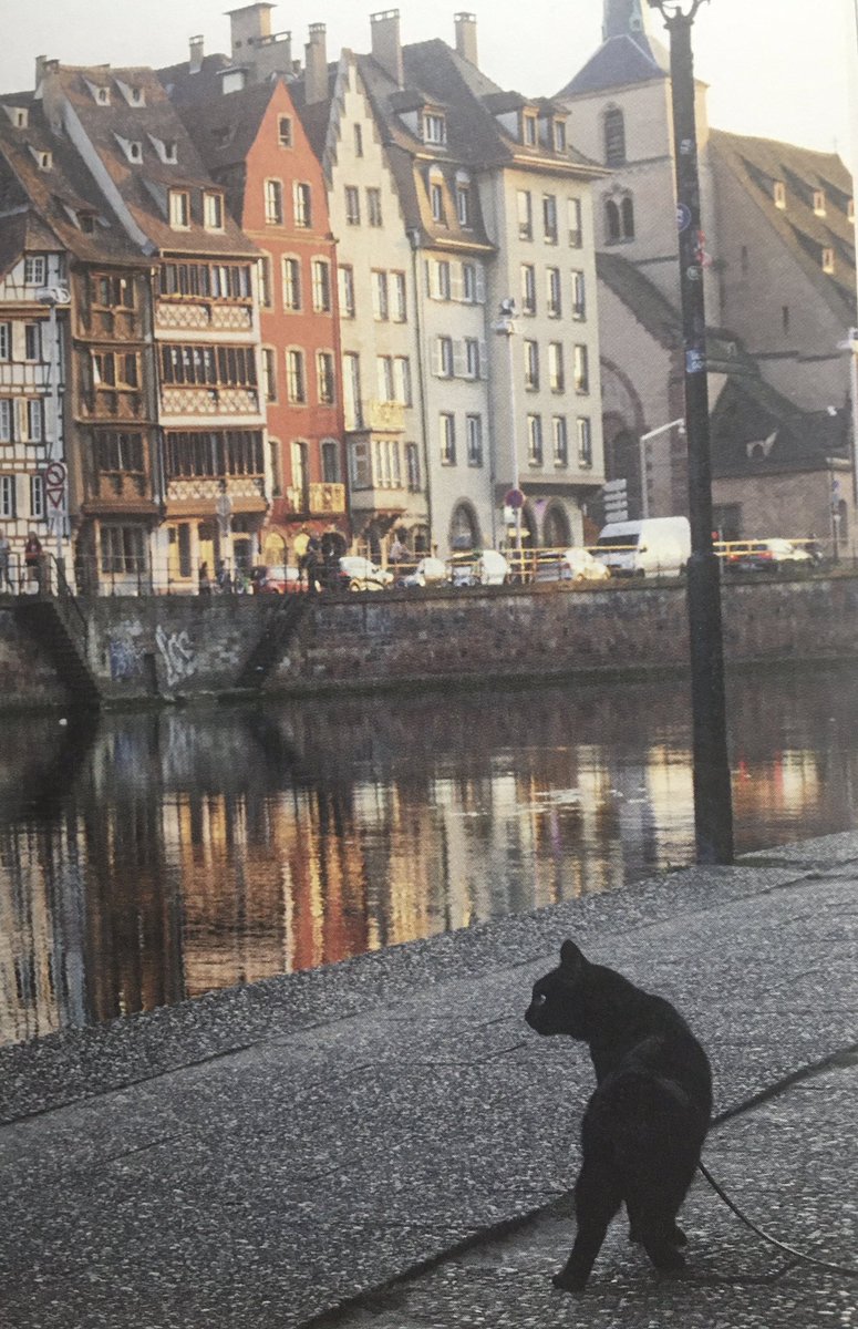 「黒猫ノロと世界を旅した20年」
本屋でたまたま見つけて買った。猫の本は好きで結構持ってるんだけど、決め手はブラッキーぽかったからというのもある。
写真が自分の小説に出てくるクロが交換されて世界のあっちこっちに行ってるような感じでよかったのである。
時に人は変な需要で本を買う。 