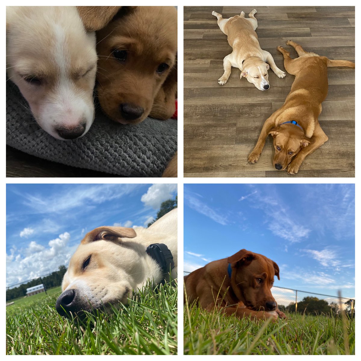 MaxChester21's tweet photo. 💙🐶🐾 #MaxChester 

#InternationalDogDay https://t.co/7KYioPl4bY