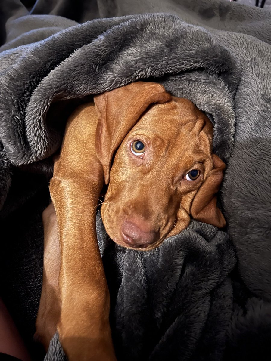 Connor O. Roe tweet media