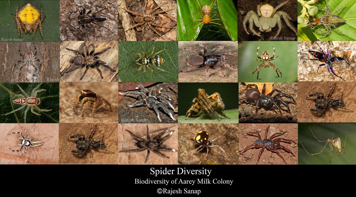 RajeshVS87's tweet photo. #SpiderWeek!  A unique opportunity to become a #CitizenScientist and contribute data on #Spiders. Please submit your observations to @inbiodiversity. Here are a few fascinating spiders from #AareyForest #SaveAarey #Arachnida #Mumbai #UrbanBiodiversity #CitizenScience #Aarey https://t.co/j1bRYoJgZy