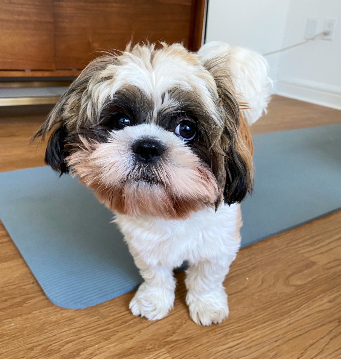 TOstrowe's tweet image. Happy #InternationalDogDay 🐶❤️