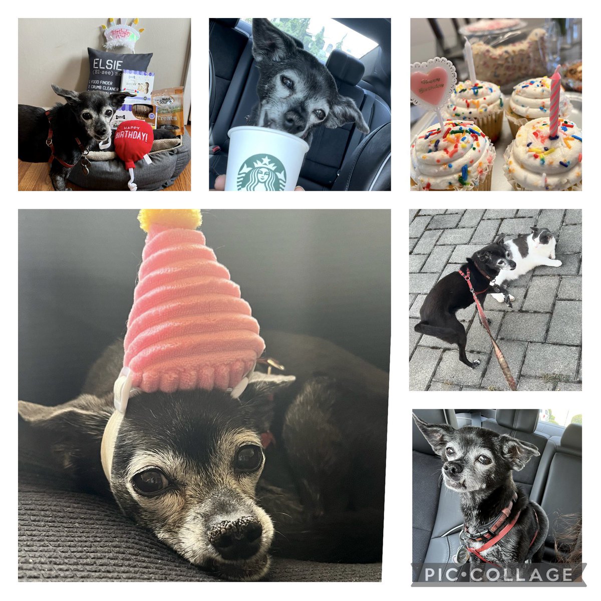 How sweet it is to be 16! 🎉🎂🎈🐶🧁🦴💖 Happy 16th birthday to little Elsie Bear 🥰 My puppy, my heart…my puppy at heart! 🐕‍🦺🐾🖤 #SWEET16 #birthdaygirl #happybirthday #Rescue #RescueDog #AdoptDontShop #bday