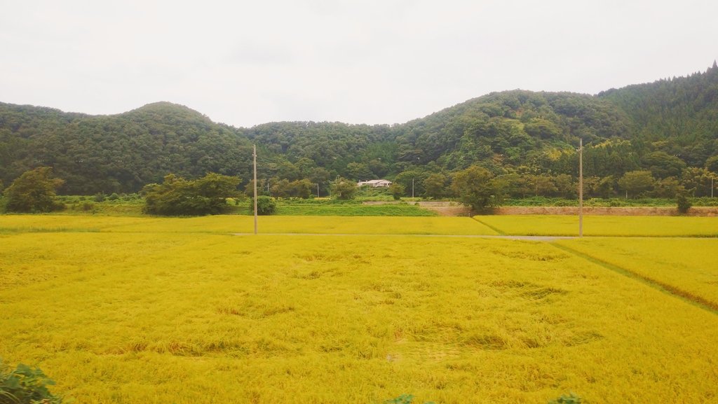 cherry_masaya's tweet photo. untitled ◆ Autumn
8/27/2022(SONY,Xperia ace ,auto)
#earofrice #autumncolors
#samegai #gifuprefecture #japan
#trainview
#写真好きな人と繫がりたい
#旅行好きな人と繋がりたい
#稲穂 #秋近し #里山 #車窓からの景色 #醒ヶ井 #岐阜県
#秋の色 https://t.co/XbWo6zchru