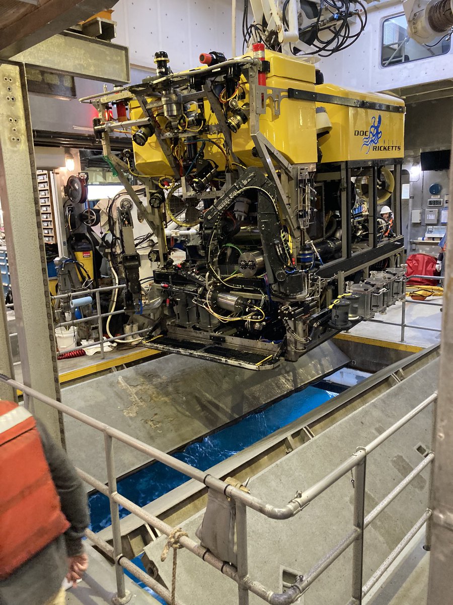 medusivore's tweet image. .@DavidsonCollege grad visits Davidson Seamount, one of the largest seamounts in the world! Grateful to be on R/V #WesternFlyer with @MBARI_News and @KakaniKatija’s Bioinspiration Lab, collecting deep sea jellies for @MontereyAq. The octopus shown here is almost 2 miles deep!