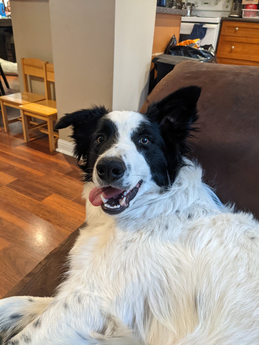 #NationalDogDay <a href="/DonaldaClub/">Donalda Club</a> <a href="/yellaturf/">Phil Song</a> Bobby and Ted, two great additions to the family.