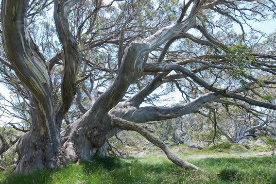 Amelia_a_baker's tweet photo. My fav came in 2nd… good result Eucalyptus pauciflora
Snow gum ❤️ #hardy #survivor #ausfavetree https://t.co/dZvRkbHpJb