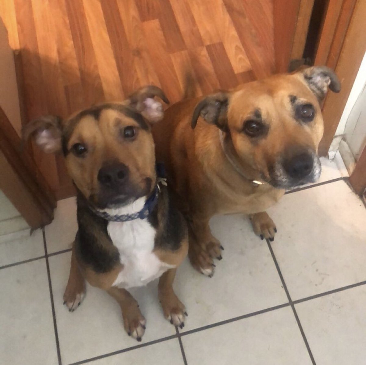 Mrs_NeiderBall's tweet photo. Happy #nationaldogday from Layla and Buddy! I love how happy Buddy is in the morning-he almost looks like he is smiling! Love my sweet puppies!!! ☺️❤️🐾 #rescuedog #blackmouthcur #germanshepherd #coonhound #mutt #adoptdontshop #hssm #humanesocietyofsouthmississippi https://t.co/5PdYtUCwl0