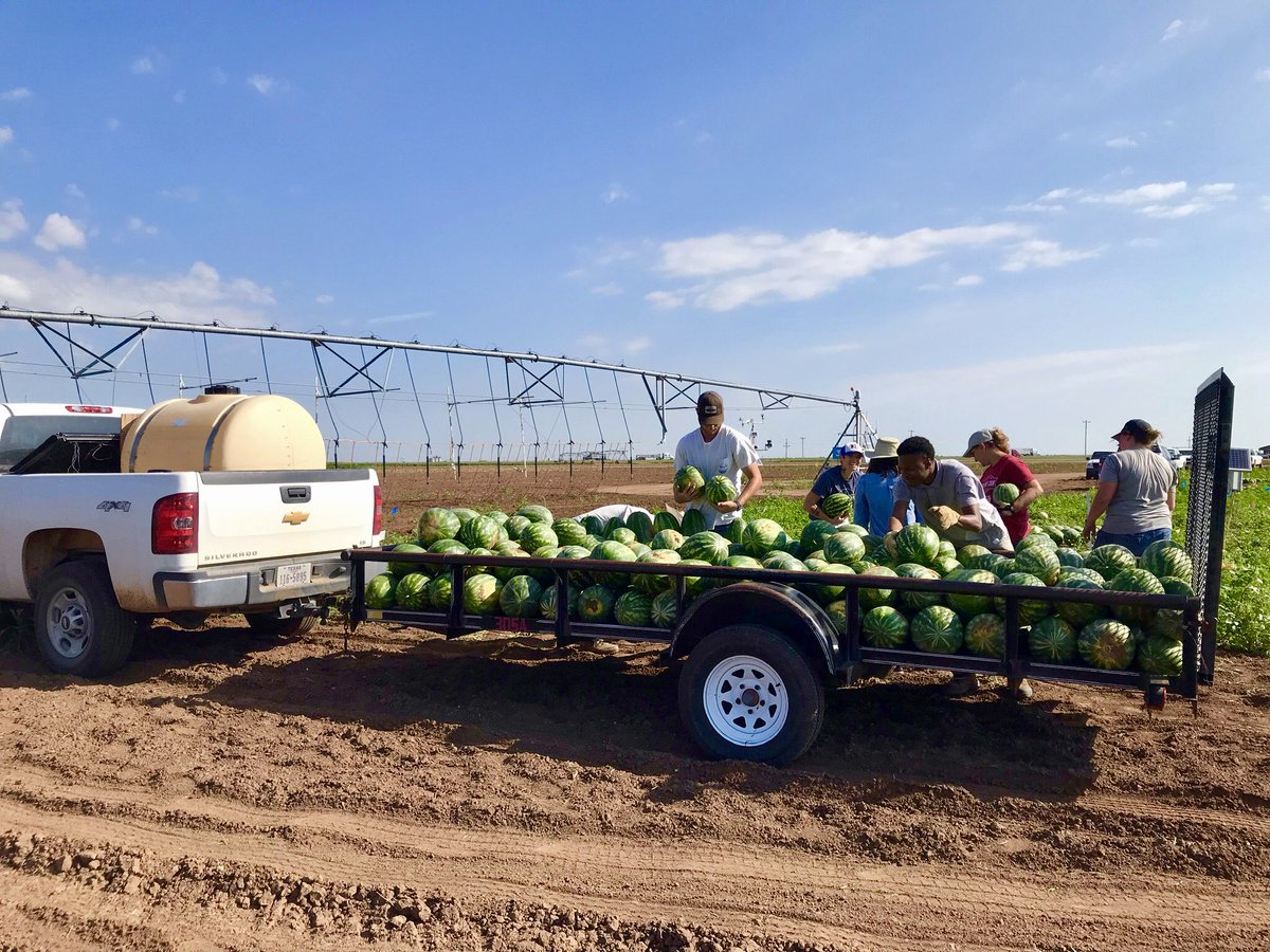 Harvesting watermelons in the Texas High Plains in our IIC funded project. We are evaluating new irrigation technologies for watermelon water use efficiency. ⁦<a href="/AgriLife/">Texas A&M AgriLife</a>⁩ ⁦<a href="/a_agrilife/">Texas A&M AgriLife - Amarillo</a>⁩ ⁦<a href="/IrrigationIC/">Irrigation Innovation Consortium</a>⁩