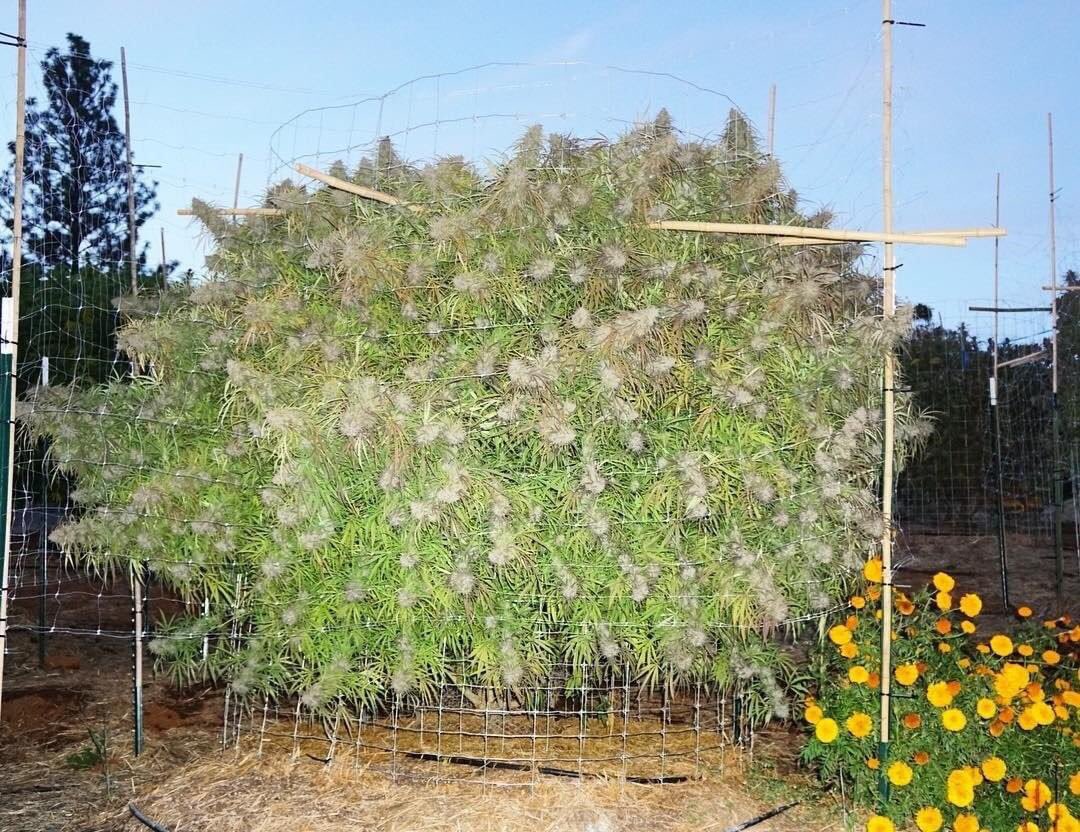 Thank God it’s Friday 
👉🏻high420.shop